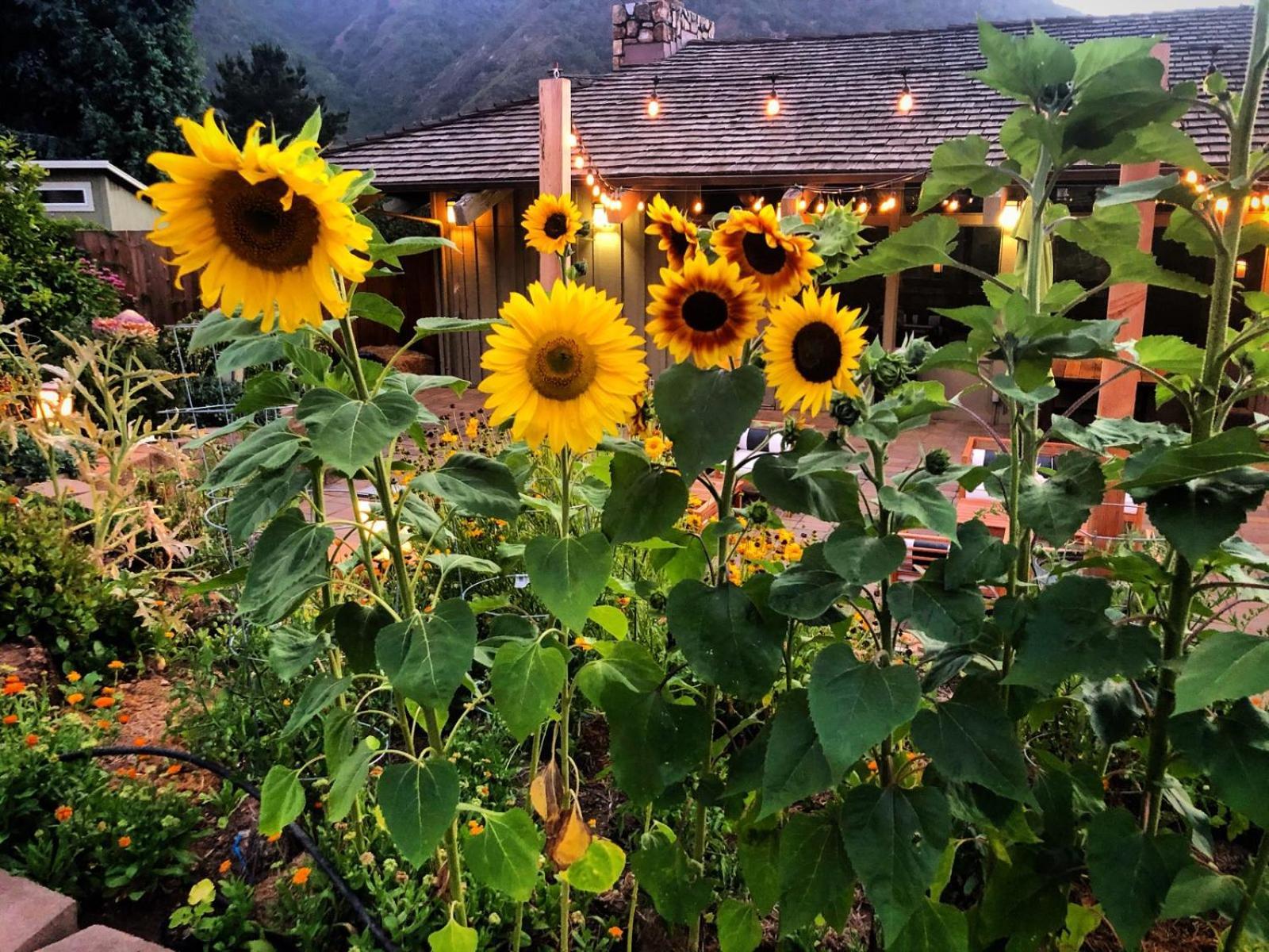 Carmel Valley Lodge Exteriör bild